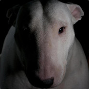 *Bullterrier*