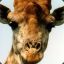 Stampeding Giraffe