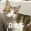 玉米猫