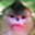 Macaco Botox