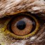 EagleEye