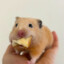 Fat Hamster!