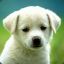 -Sad_Puppy-