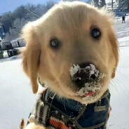 玫瑰开得很安静