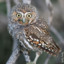 Elf Owl