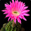 A flower on a cactus