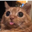 Meowfdron