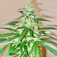 采姑娘的小蘑菇