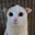 autistic cat
