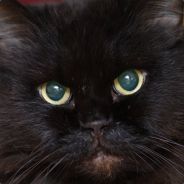 ThunderCAT - steam id 76561197970515062