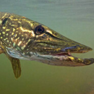 szczupak21skins.army