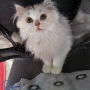 主打的就是反差