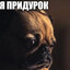 pauk_perdun