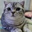 质疑猫生