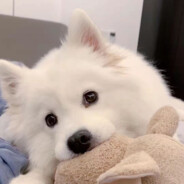 小magic不会魔法