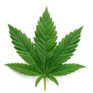 Green Salad