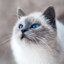 WhitePussyCat