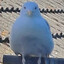 Seagull
