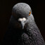 Sir Tuwk Feathered