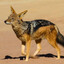 Jackal