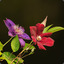Clematis
