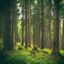 PineTree
