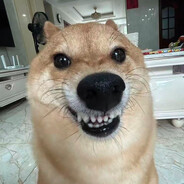 偷感很重的骡子