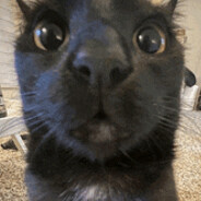 silly goober (deranged)