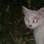 Avatar of player Bанb тi 4его