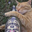 cat with whiskey