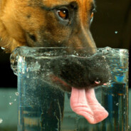 Dog Water