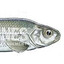 Fathed Minnow