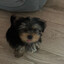 Rocky