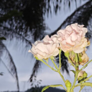 玉阶瑶台 芳菲入梦