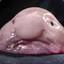 Blob Fish