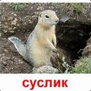 суслик