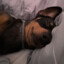 TazY