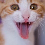 豆浆加奶不加糖