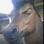 HORSE C_O_C_K IN YOUR ASS