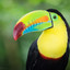 tucan(^)&lt;