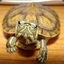 Turtle&#039;s glory
