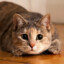 Милый Котик