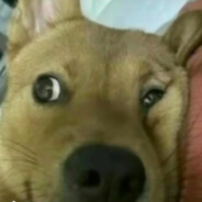 老坛酸菜味八宝粥