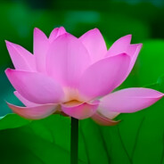 队友天天开心快乐⚡