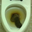 PoopLord