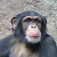 Orangutan