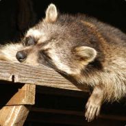 Pipou - steam id 76561197960389413