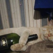 Don Gato ★