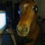 hors on da puter