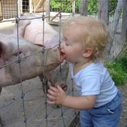 [CDC] Swine Flu - steam id 76561197971687291